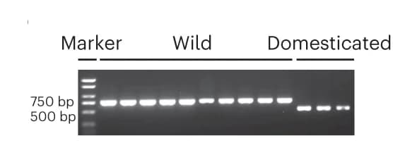 Open access visualization of Gel, PCR Validation, Deletion, Wild Tomatoes, Domesticated Tomatoes