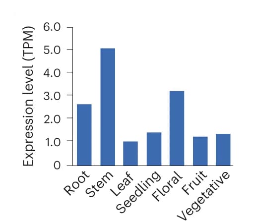 Open access visualization of Bar Plot, Expression Levels, Transcripts Per Million (TPM), Wild Tomato, S. pennellii