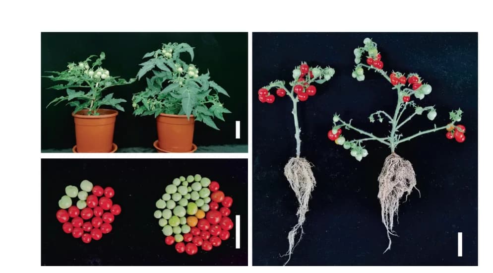 Open access visualization of Photo, Phenotypes, WT Micro-Tom, Transgenic Plant