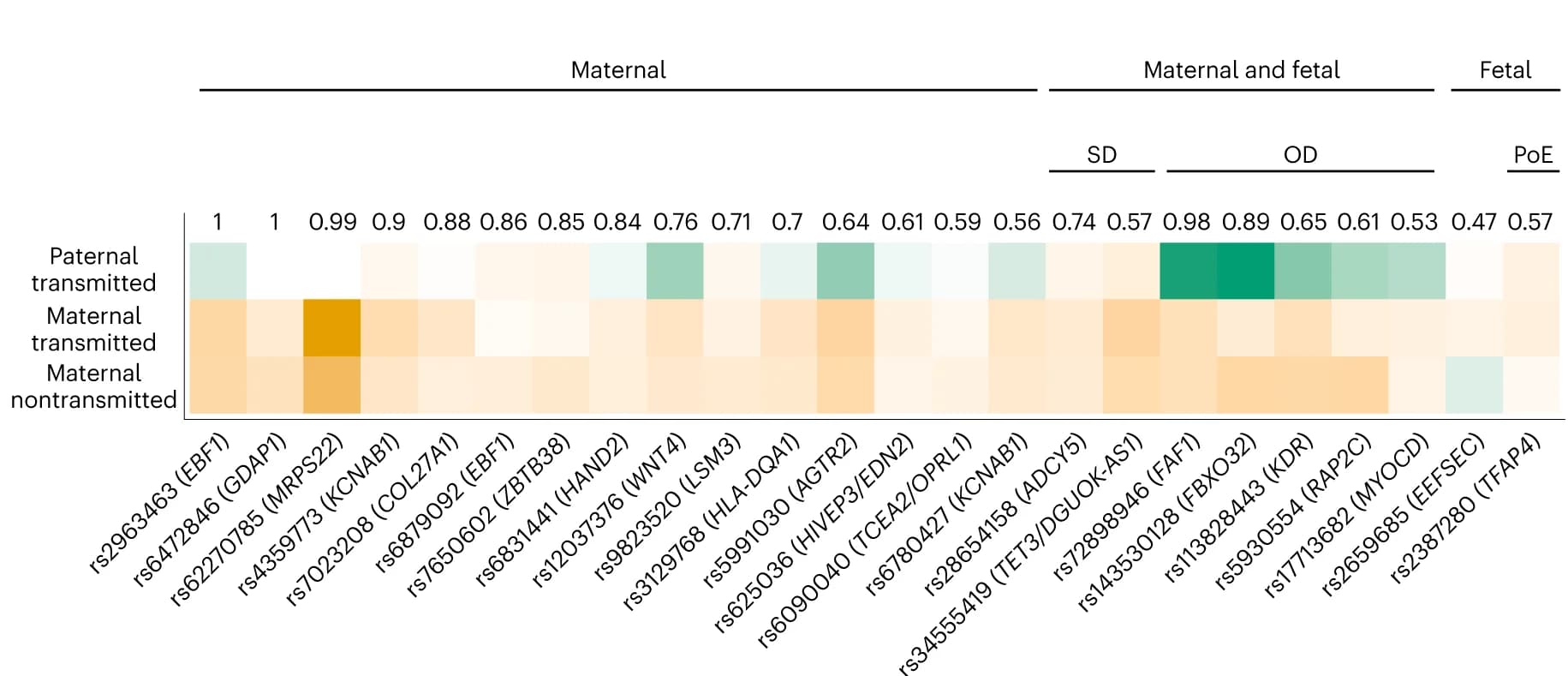 Open access visualization of Heatmap, SNPs, Gestational duration, Parental alleles, Effect size