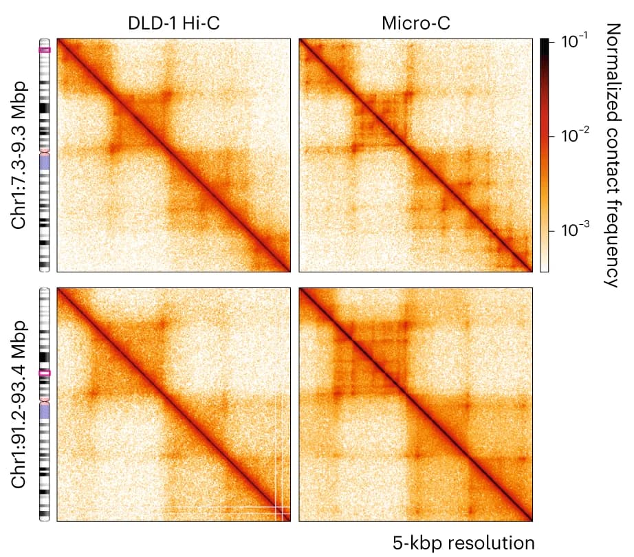 Open access visualization of Heatmap, Hi-C, Micro-C, Contact Maps, DLD1-mAID-RPB1 Cells