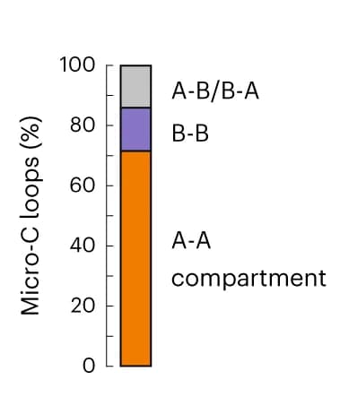 Open access visualization of Stacked Bar Plot, Bar Plot, Micro-C, Loops, A-compartment
