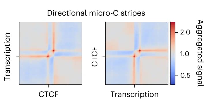 Open access visualization of Heatmap, Aggregate, Micro-C, Signal, Stripes