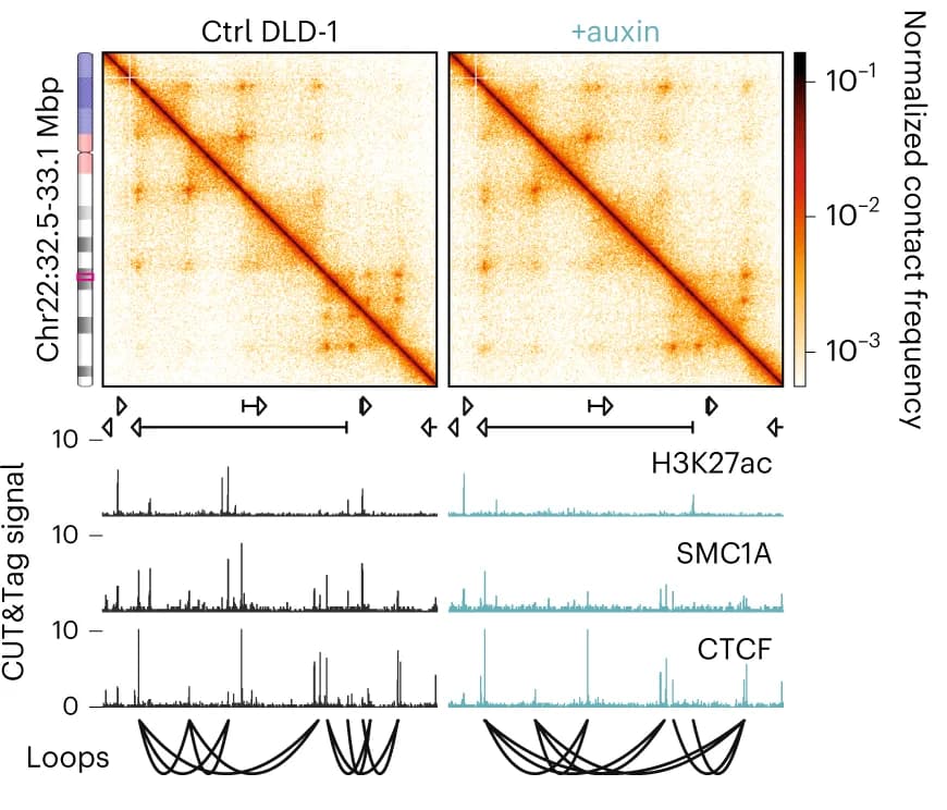Open access visualization of Heatmap, Line Plot, Micro-C contact maps, Control cells, Auxin-treated cells