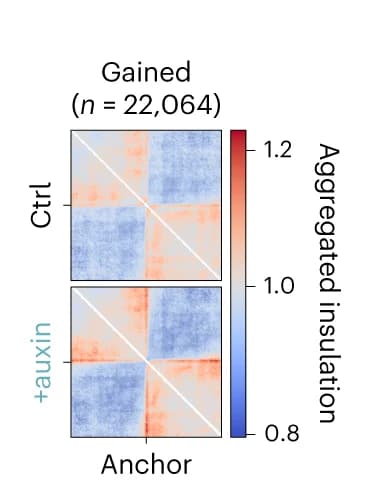 Open access visualization of Heatmap, Insulation, Loop anchors, Auxin-treated cells