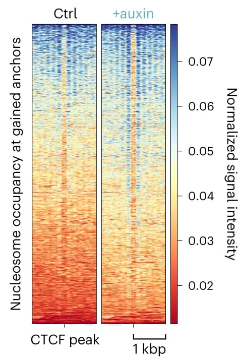 Open access visualization of Heatmap, Heatmaps, Nucleosome occupancy, CTCF anchors