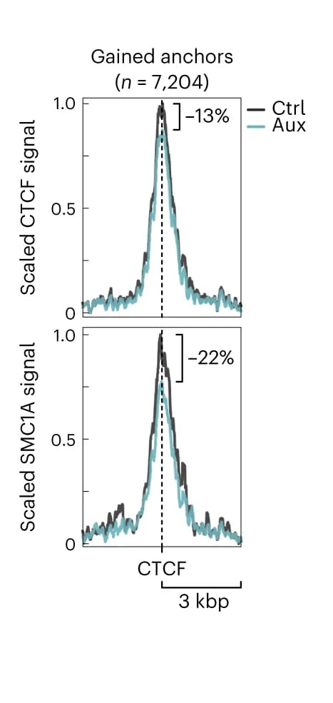 Open access visualization of Line Plot, Line plots, CTCF signal, SMC1A signal, Loop anchors