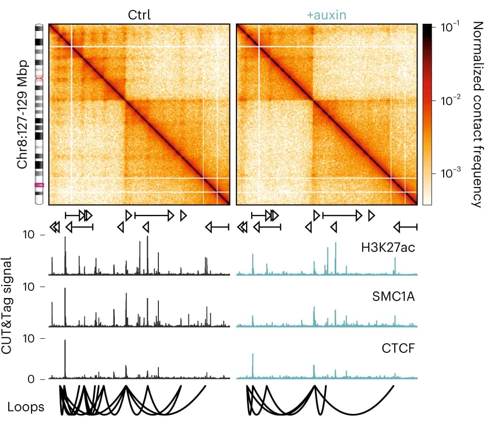 Open access visualization of Heatmap, Line Plot, Micro-C contact maps, Control Cells, Auxin-treated Cells