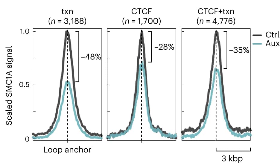Open access visualization of Line Plot, Line plots, Loop anchors, SMC1A signal