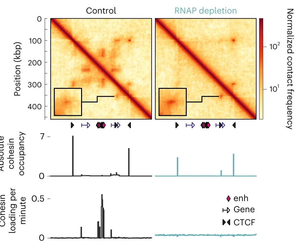 Open access visualization of Heatmap, Line Plot, Contact Maps, Polymerases, RNAP Depletion