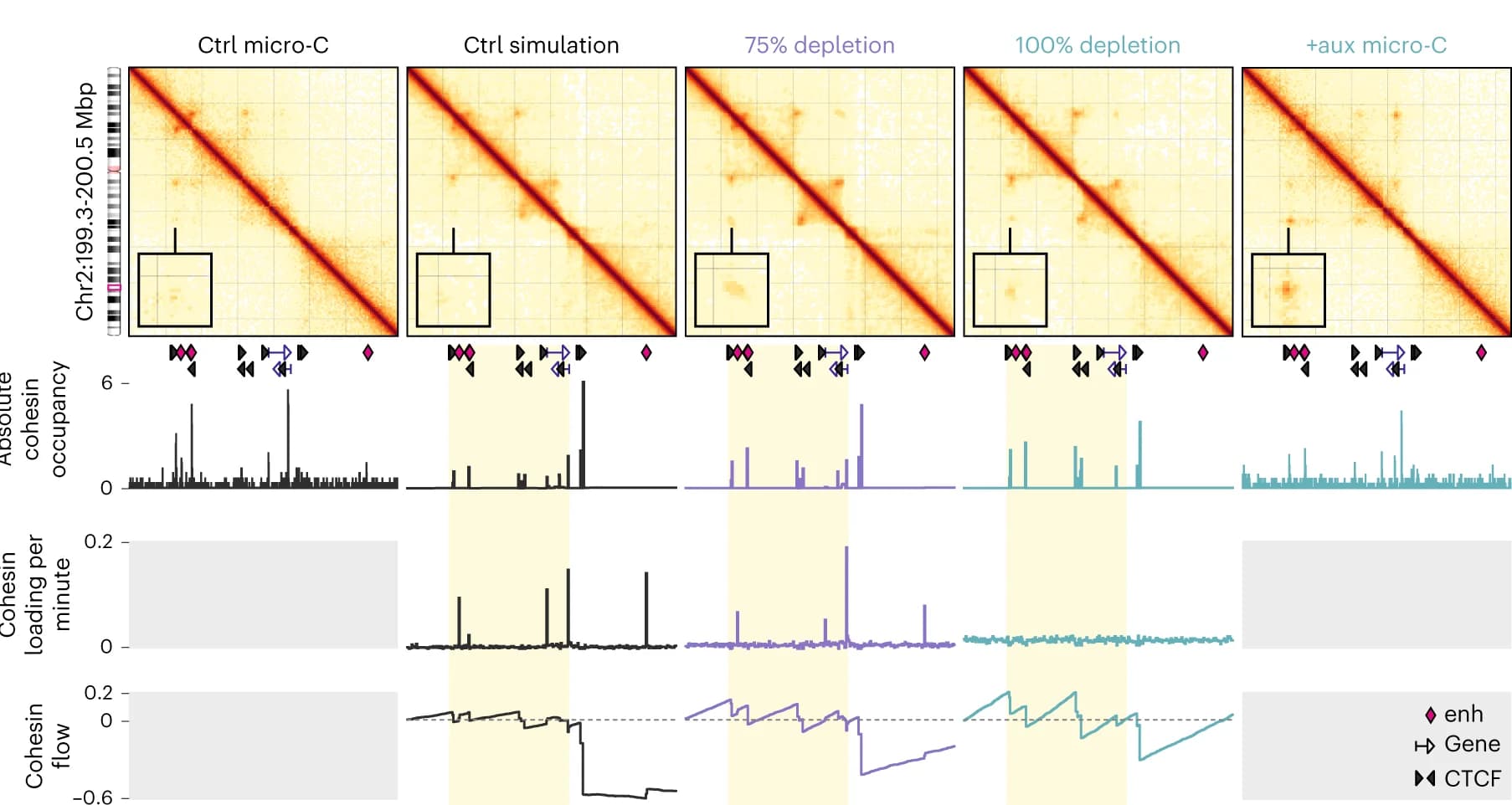 Open access visualization of Heatmap, Line Plot, Bar Plot, Contact Maps, RNAPs