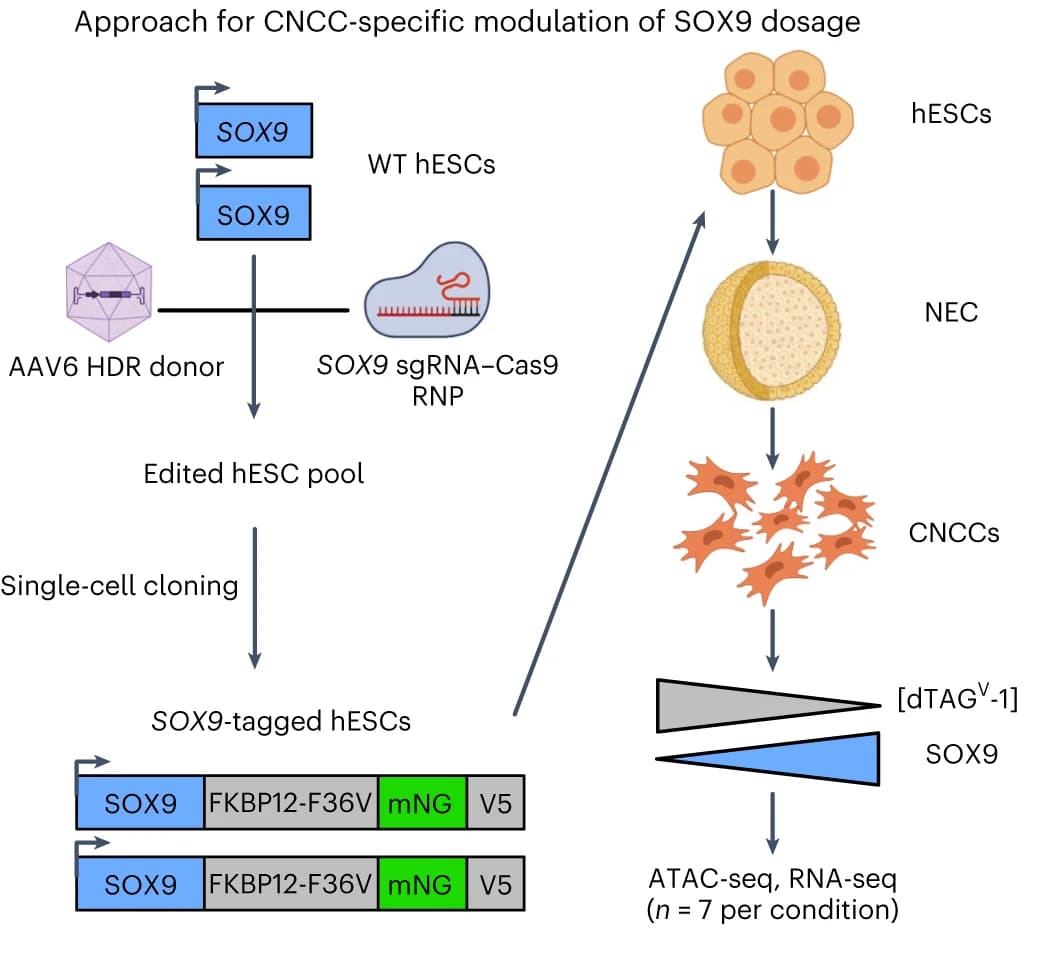 Open access visualization of Workflow, Flowchart, Illustration, hESC Editing, CNCC-specific SOX9