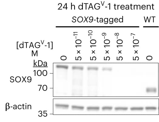 Open access visualization of Gel, Western Blot, SOX9, SOX9-tagged CNCC, WT CNCC