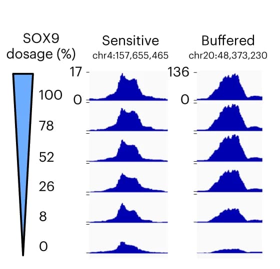 Open access visualization of Line Plot, Density Plot, ATAC-seq, Browser Tracks, RE Accessibility