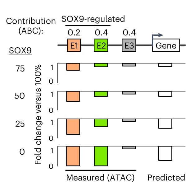 Open access visualization of Bar Plot, RNA level changes, SOX9 dosage, ABC contribution scores