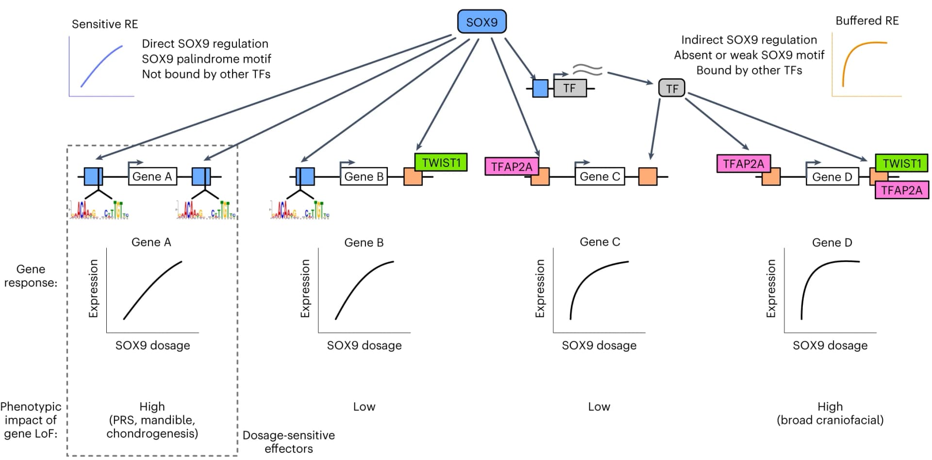 Open access visualization of Workflow, Illustration, Line Plot, REs, SOX9