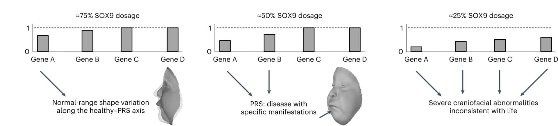 Open access visualization of Bar Plot, Gene Expression, SOX9, Phenotype