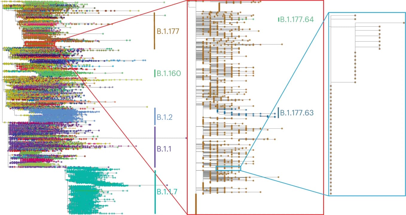 Open access visualization of Network, Pathway, SARS-CoV-2 Lineages, Phylogeny, MAPLE