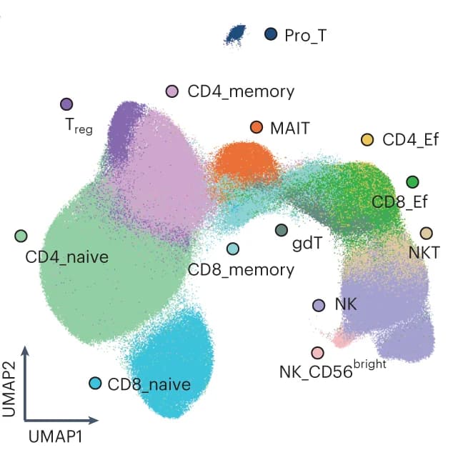Open access visualization of UMAP, UMAP embedding, T cells, NK cells, Cell types