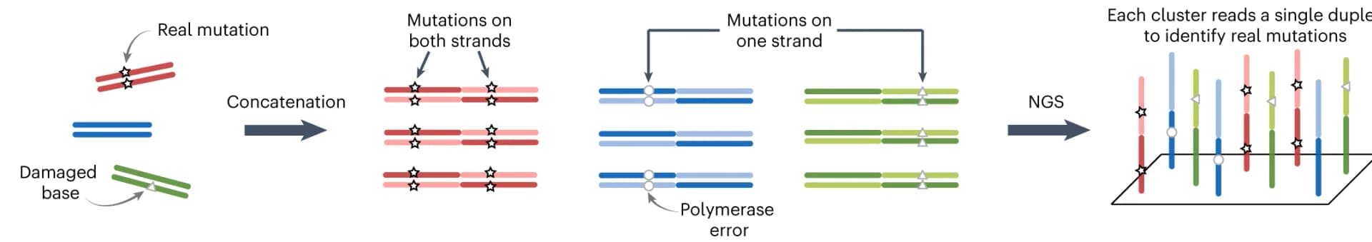 Open access visualization of Workflow, Illustration, Mutations, Damaged Bases, Polymerase Errors