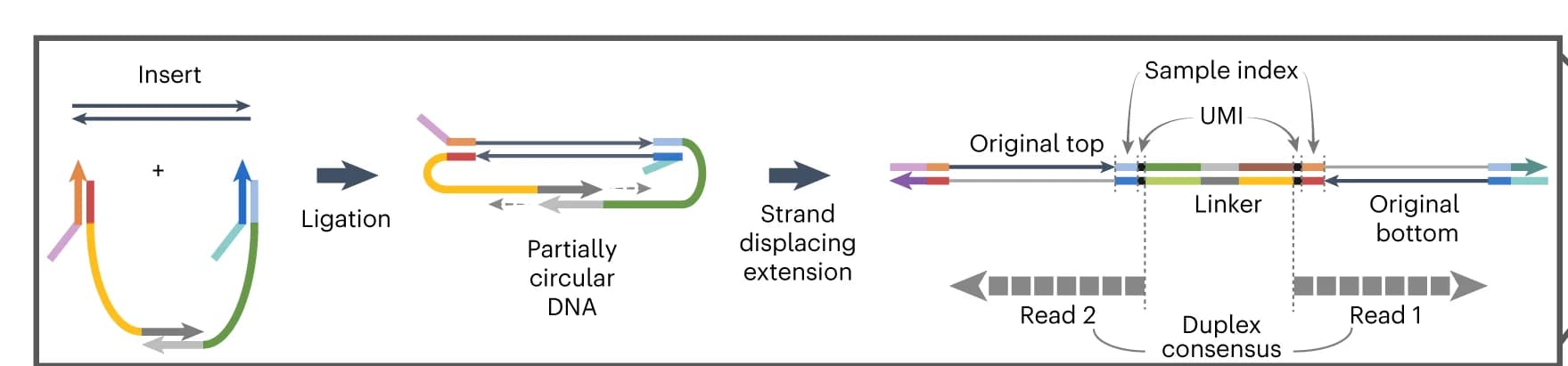 Open access visualization of Workflow, Flowchart, Illustration, Adapter Quadruplex, Illumina NGS
