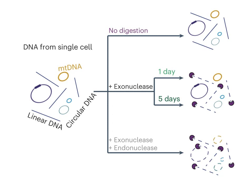 Open access visualization of Workflow, Flowchart, Illustration, Experimental Conditions, Expected Outcomes