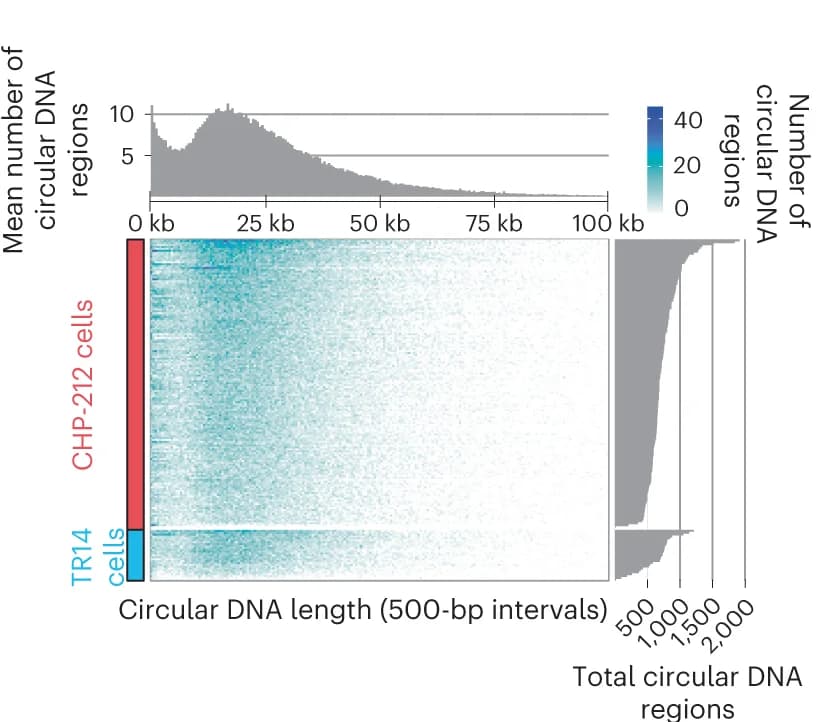 Open access visualization of Heatmap, Histogram, Circular DNA, Neuroblastoma Cells, Single-Cell Sequencing