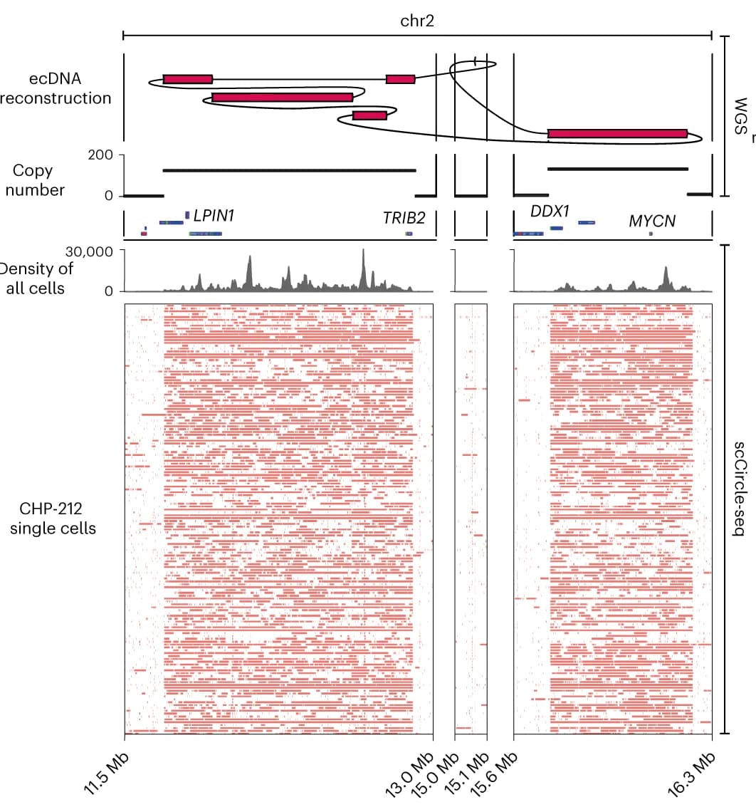 Open access visualization of Line Plot, Density Plot, ecDNA, WGS, Bulk Cell Populations