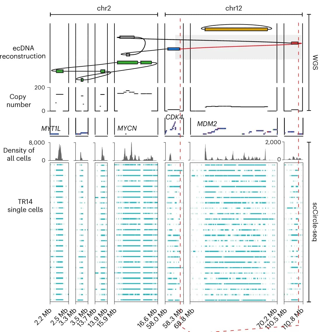 Open access visualization of Line Plot, Density Plot, ecDNA, WGS, Bulk Cell Populations