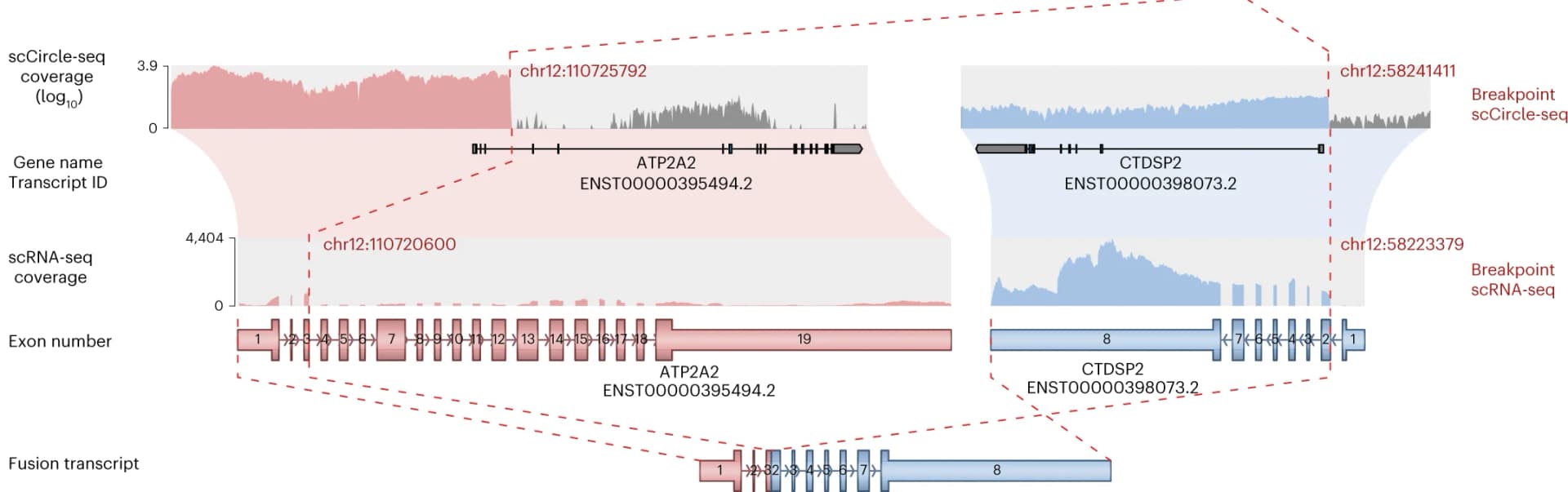 Open access visualization of Line Plot, Illustration, Fusion Transcript, scEC&T-seq, Chromosomal Segments