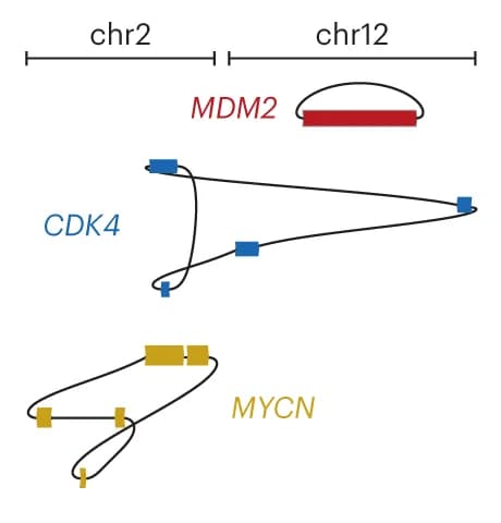 Open access visualization of Network, Pathway, ecDNA, MYCN ecDNA, CDK4 ecDNA