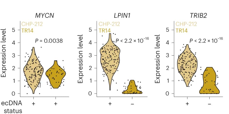 Open access visualization of Violin Plot, Scatter Plot, Violin Plots, mRNA Expression Levels, TR14 Cells