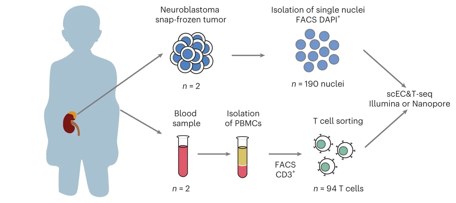 Open access visualization of Workflow, Illustration, Tumor, Blood Sample, Processing