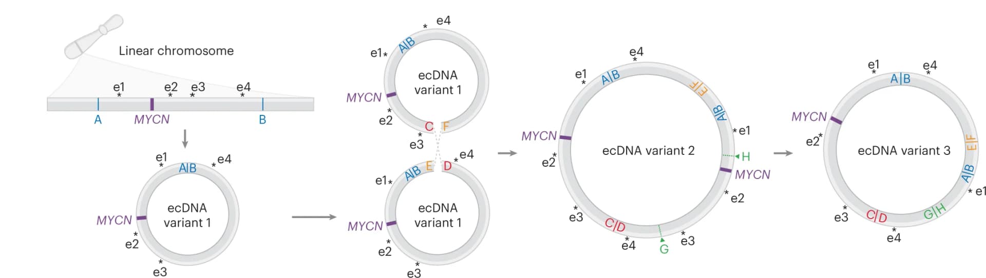 Open access visualization of Workflow, Illustration, Schematic, Evolution, ecDNA