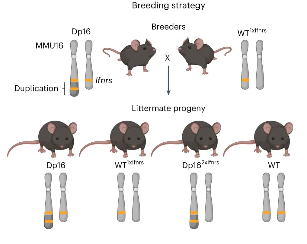 Open access visualization of Workflow, Illustration, Breeding Strategy, Gene Cluster, Mouse Model