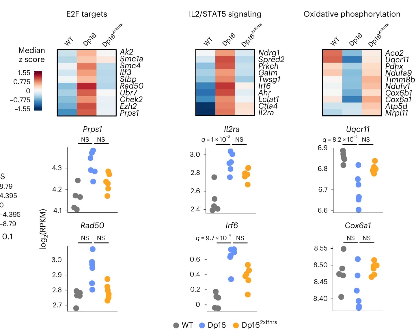 Open access visualization of Scatter Plot, Heatmap, Heatmaps, RPKM Expression, Z Scores