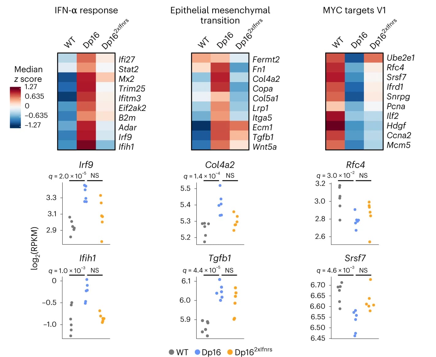 Open access visualization of Heatmap, Scatter Plot, Heatmaps, RPKM Expression, Genotype