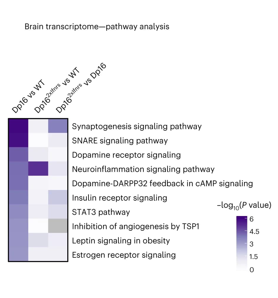 Open access visualization of Heatmap, IPA, Transcriptome Changes, Dp16, WT