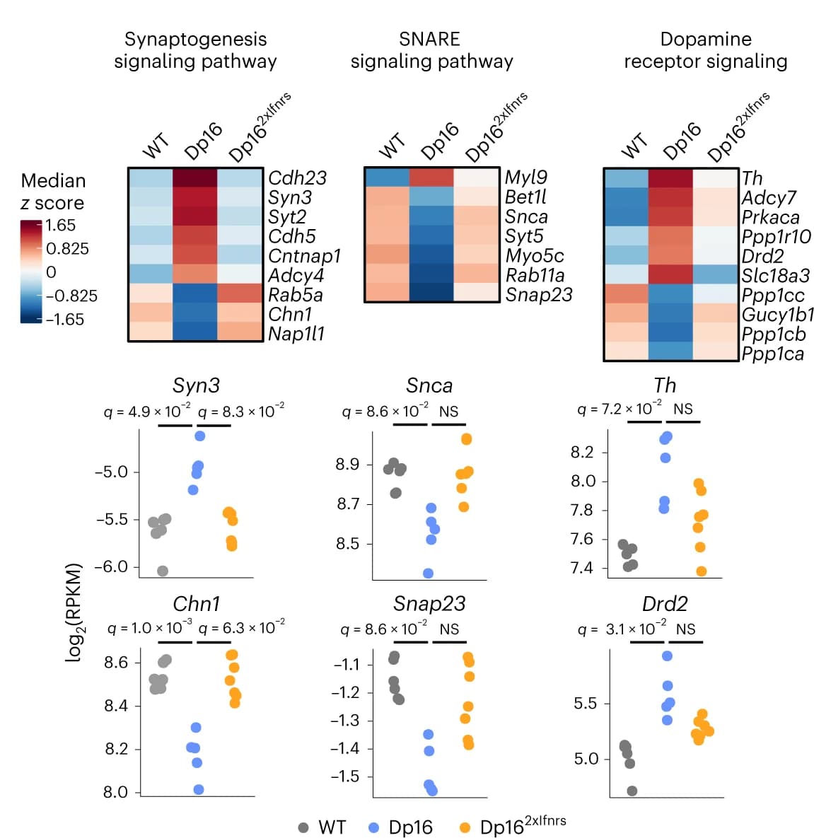 Open access visualization of Heatmap, Scatter Plot, Heatmaps, RPKM Expression, Z Scores