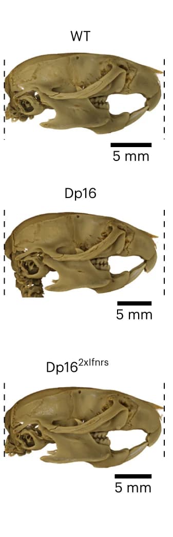 Open access visualization of Photo, μCT reconstructions, Skulls, Lateral Views