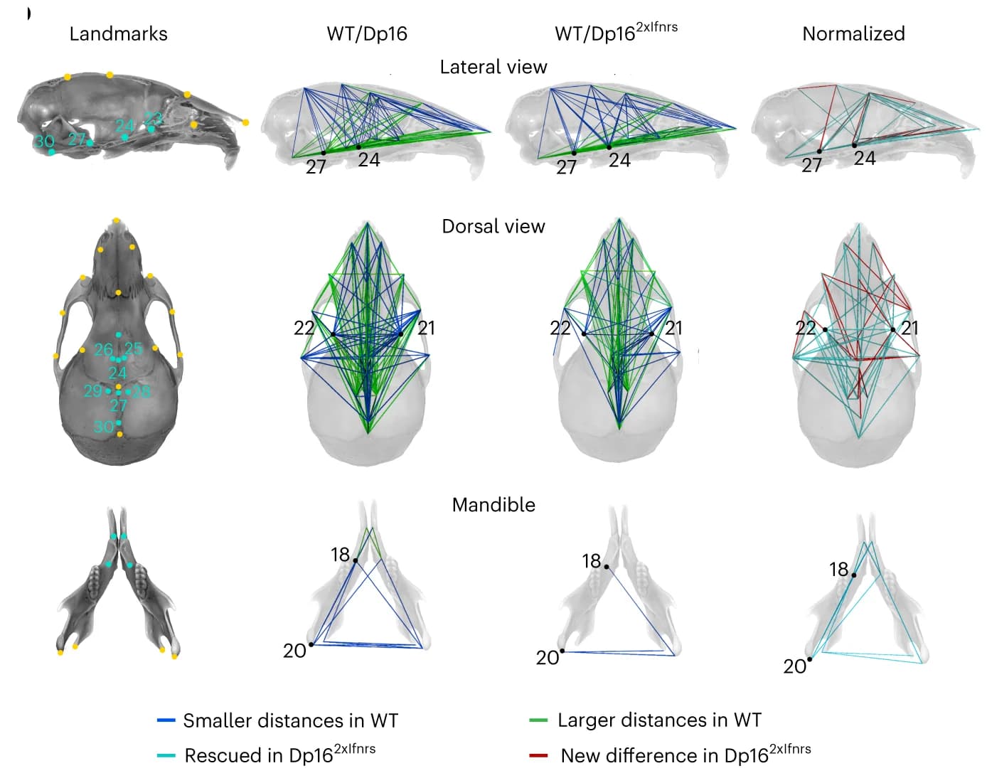 Open access visualization of Network, Skull, Cranial Base, Interlandmark Distances, Mouse