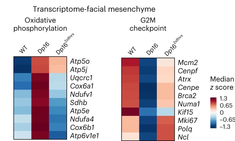 Open access visualization of Heatmap, RPKM Expression, Facial Mesenchyme, Genes