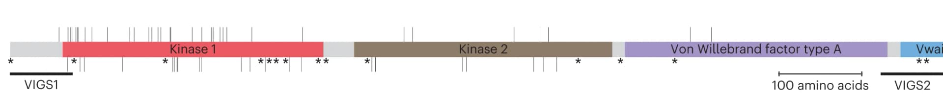 Open access visualization of Illustration, WTK6-vWA Protein Structure, Kinase 1, Kinase 2, vWA Domain