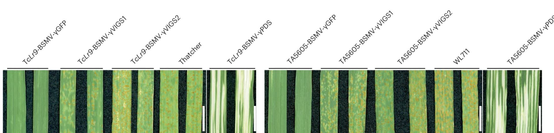 Open access visualization of Photo, VIGS Experiment, Barley Stripe Mosaic Virus, BSMV, Silencing Constructs