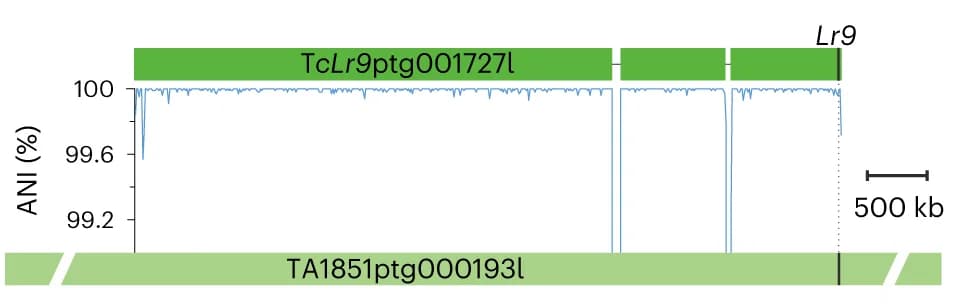 Open access visualization of Line Plot, Lr9 Contigs, Tc Lr9, Ae. umbellulata, TA1851 Assemblies