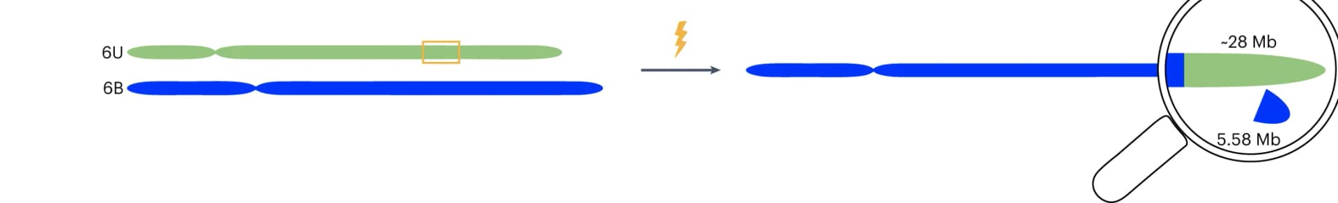 Open access visualization of Illustration, Schematic Representation, Nonhomologous Chromosome Translocation, Ae. umbellulata Chromosome 6U, Bread Wheat Chromosome 6BL