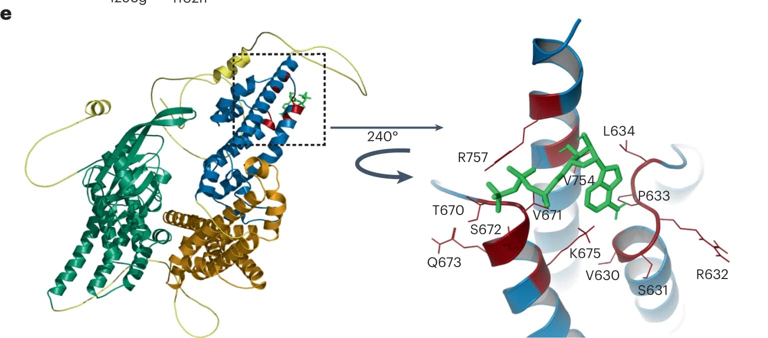 Open access visualization of Protein Structure, ATP-binding Site, Protein-ligand interaction, ATP Molecule, Hydrogen Bonds