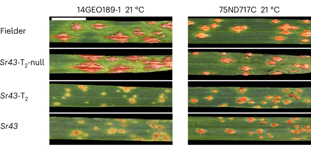 Open access visualization of Photo, Leaves, Seedlings, Sr43 Wild-type, Transgenic Lines