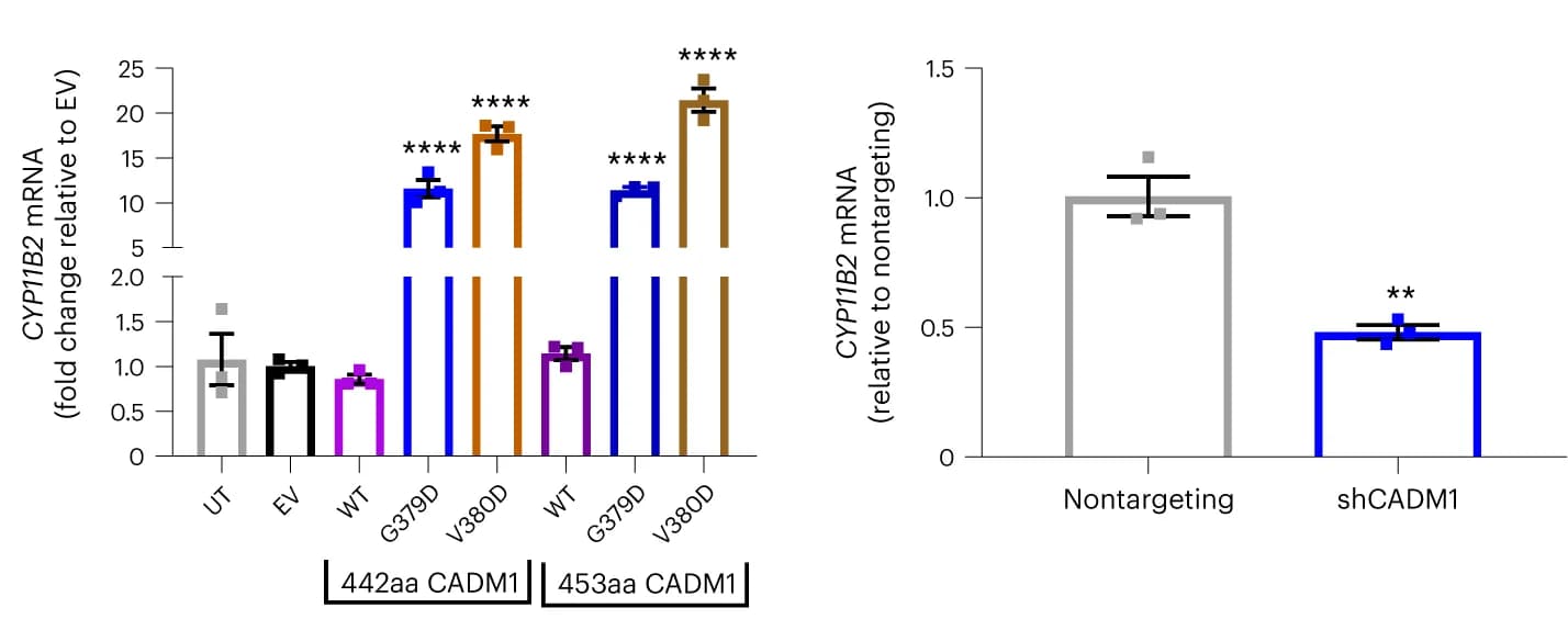 Open access visualization of Bar Plot, Error Bars, CADM1 mRNA expression, CYP11B2 mRNA expression, Aldosterone Production