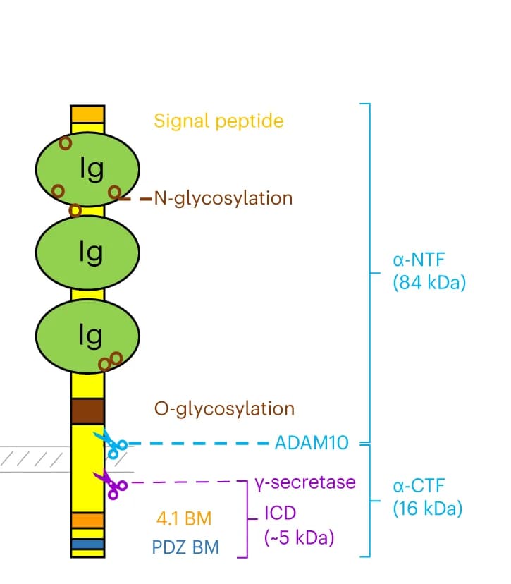Open access visualization of Illustration, ADAM10, γ-secretase, Cleavage, CADM1